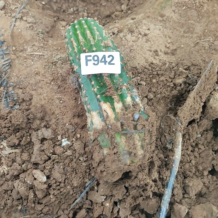 春***好超级妹妹妹杏1个942