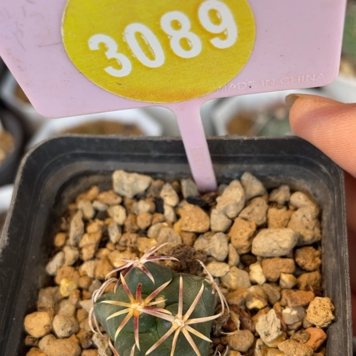 实生大红鹰30893089