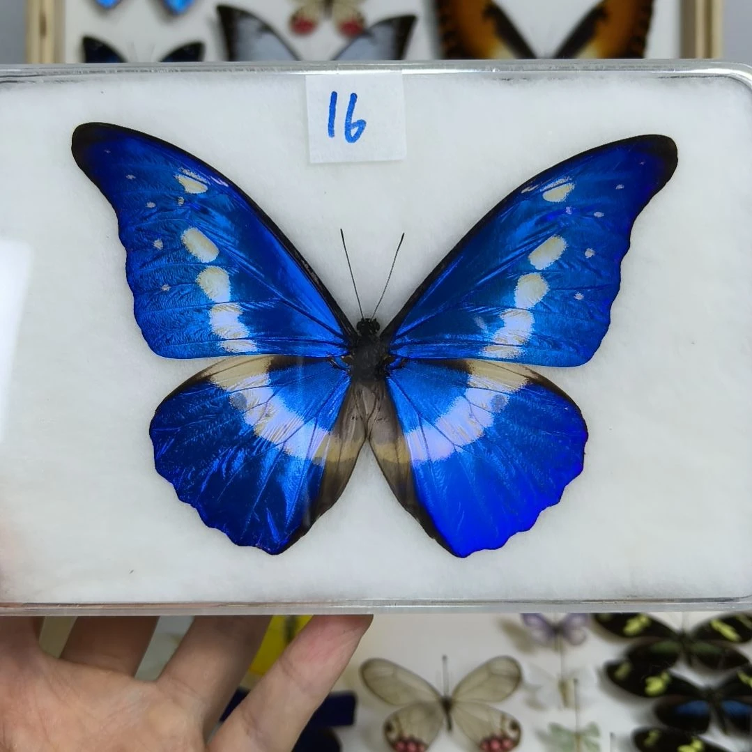 真蝴蝶标本一物一拍
