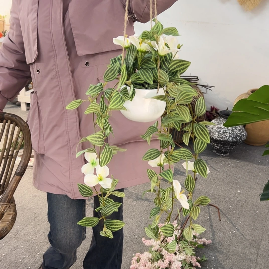 抖音直播间拍样品吊兰白