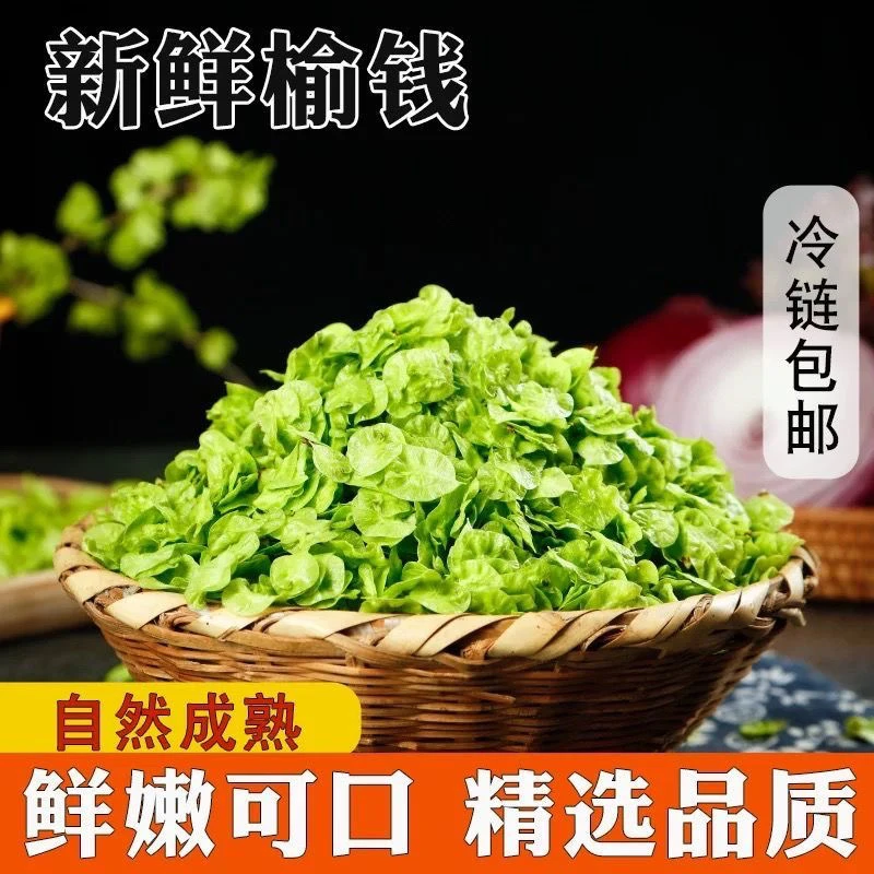 2025河南现摘野生榆钱野菜可蒸窝窝头榆钱饭饼2斤3斤装