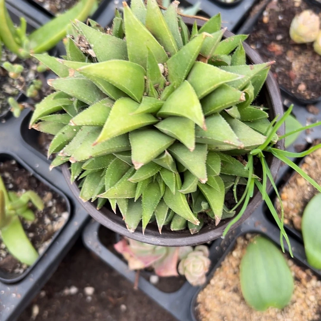 多肉植物白羊宫群