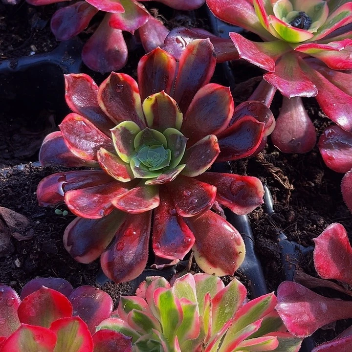 欧佳丽带土球5厘米满9.9包邮