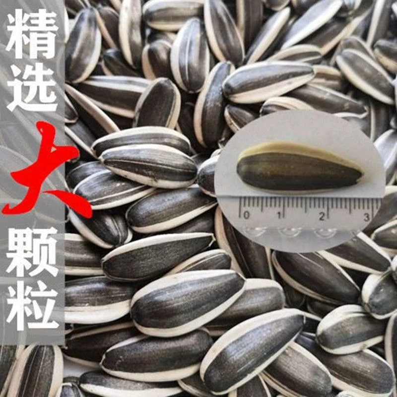 【买一斤送一斤】2025新货内蒙古生瓜子大颗粒散装子年货零食