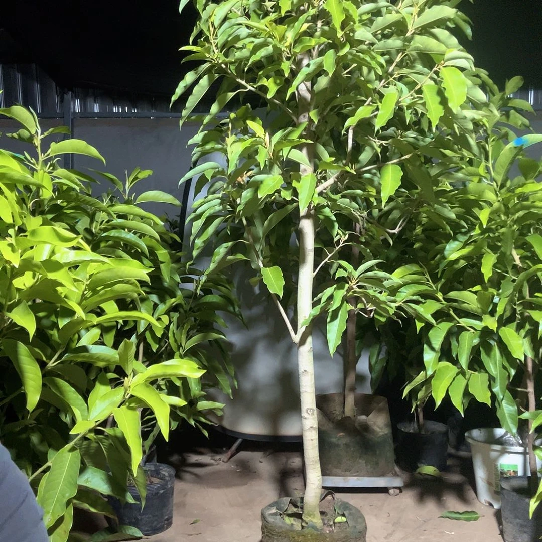 完全开放黄兰花420价位，老庄高杆