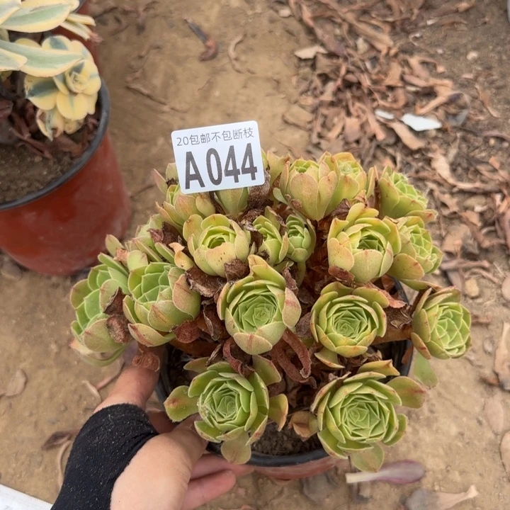抹茶……多肉植物……
