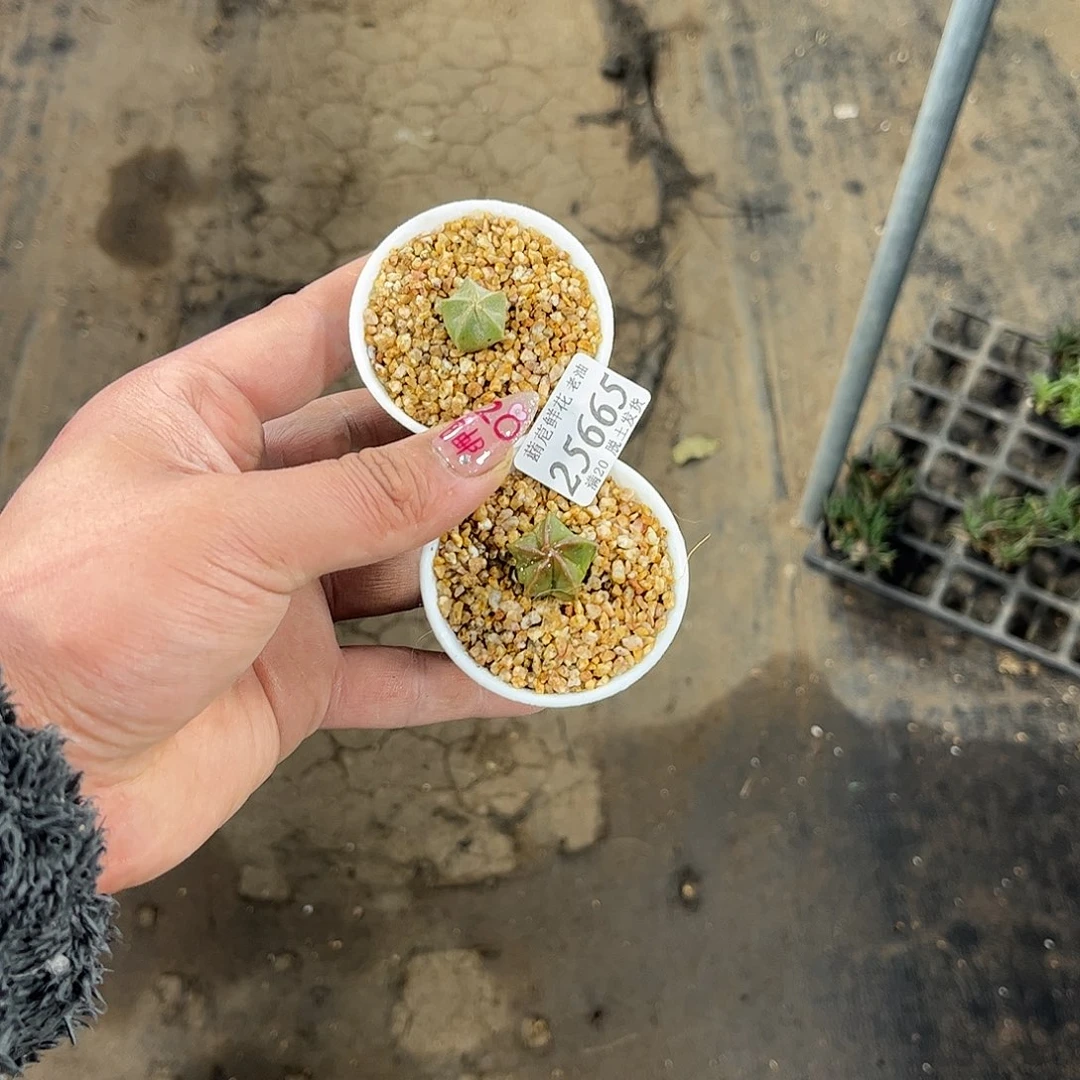 栖**。25665一物一拍单头