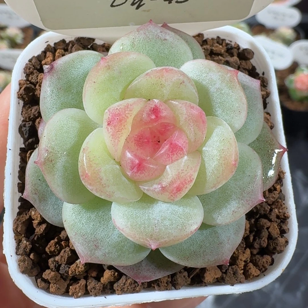 1118-43-清晖单头一颗