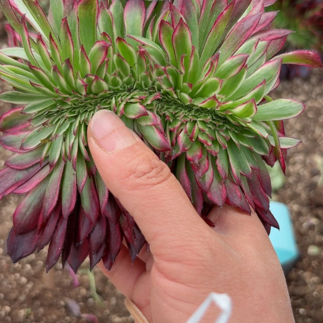 我8671 号多肉法师特价没有根