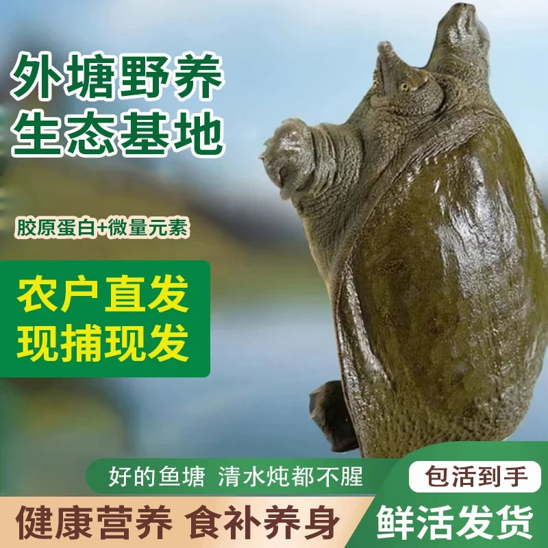 6只外塘大甲鱼 共7-6斤生猛稻田甲鱼中华鳖青背水鱼包活到家A