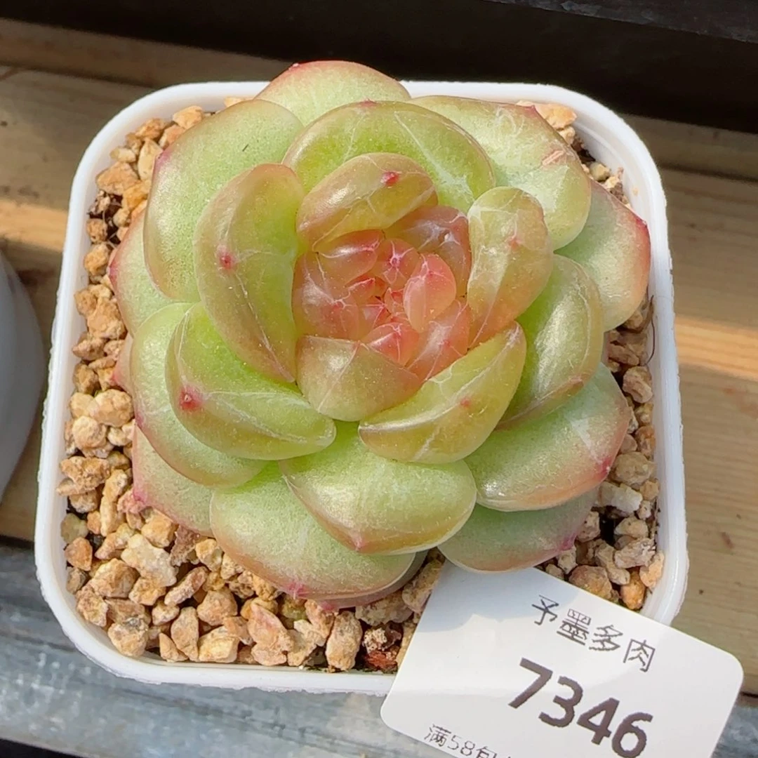 编号珍妮，7346多肉植物