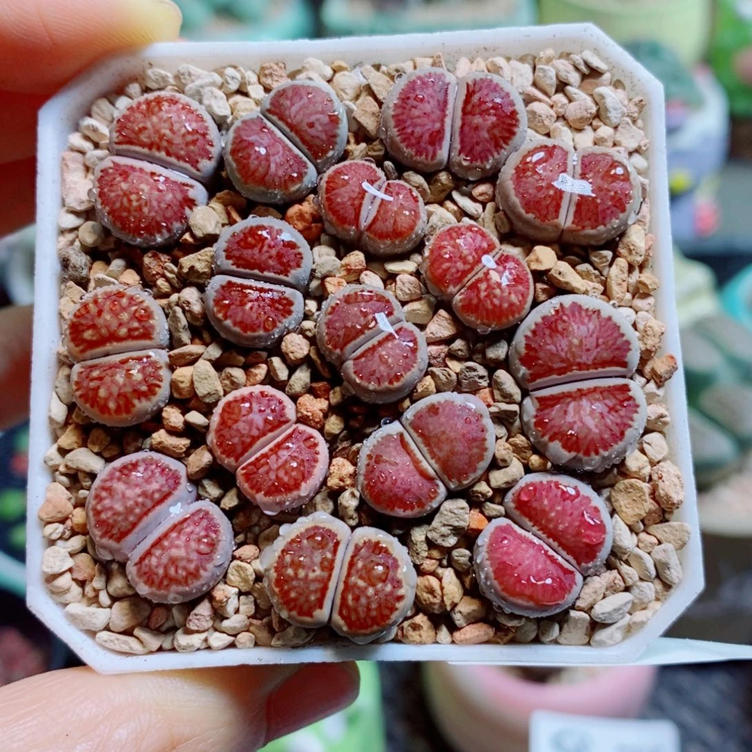 布***4生石花花花花花花789
