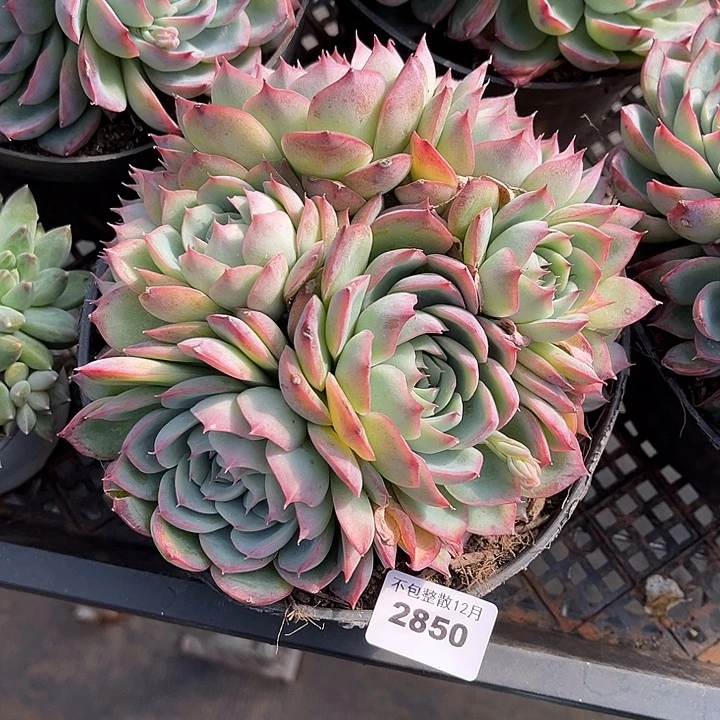 阿雅园艺。      2850侧影