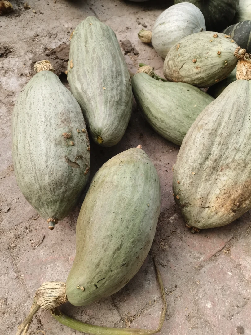 【小蒋】东北农家小圆丑南瓜粉糯香甜鸡粪种植新鲜健康
