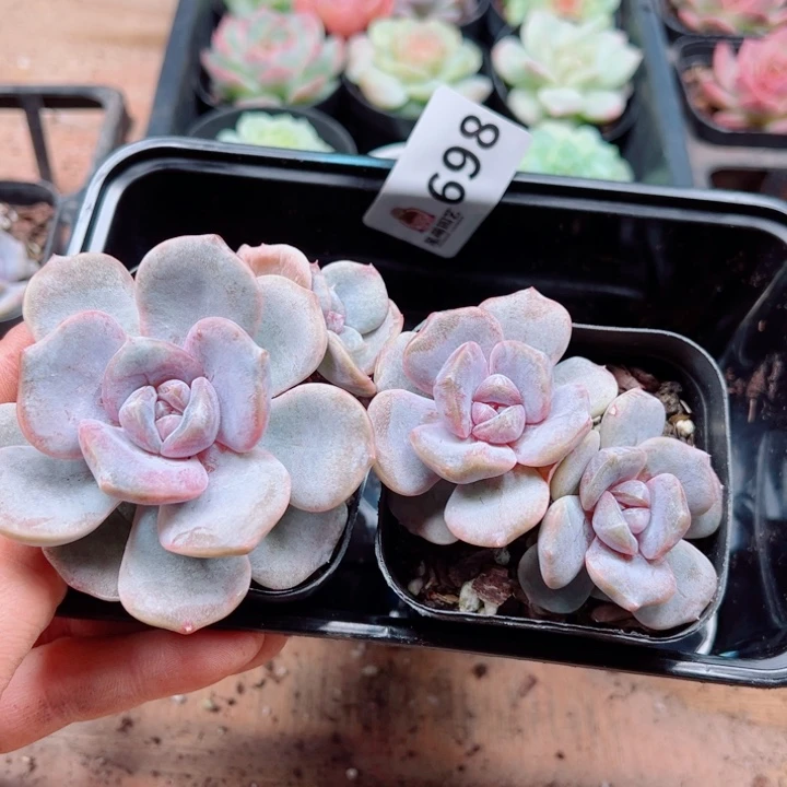 多肉植物多肉植物