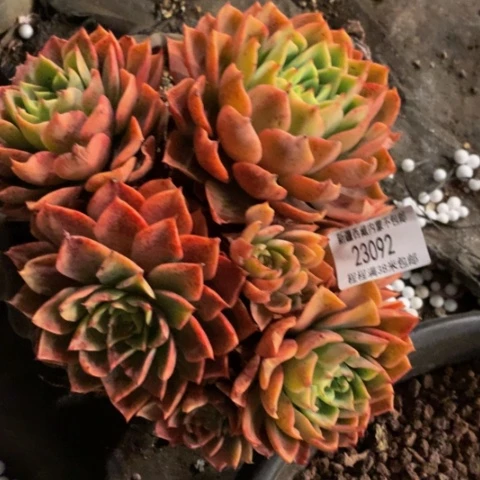 格**麻贝拉23092多肉