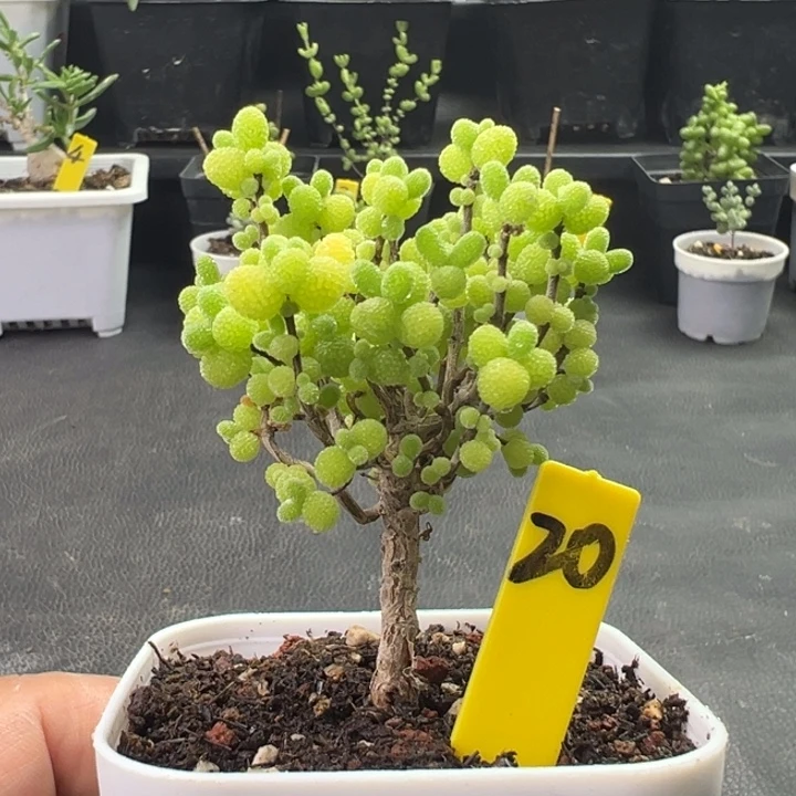 20号精控棒棒糖 一物一拍