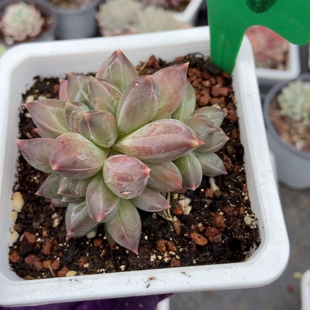 986重楼多肉植物多肉