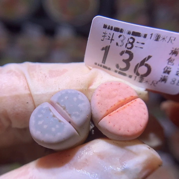 精品生石花38.136