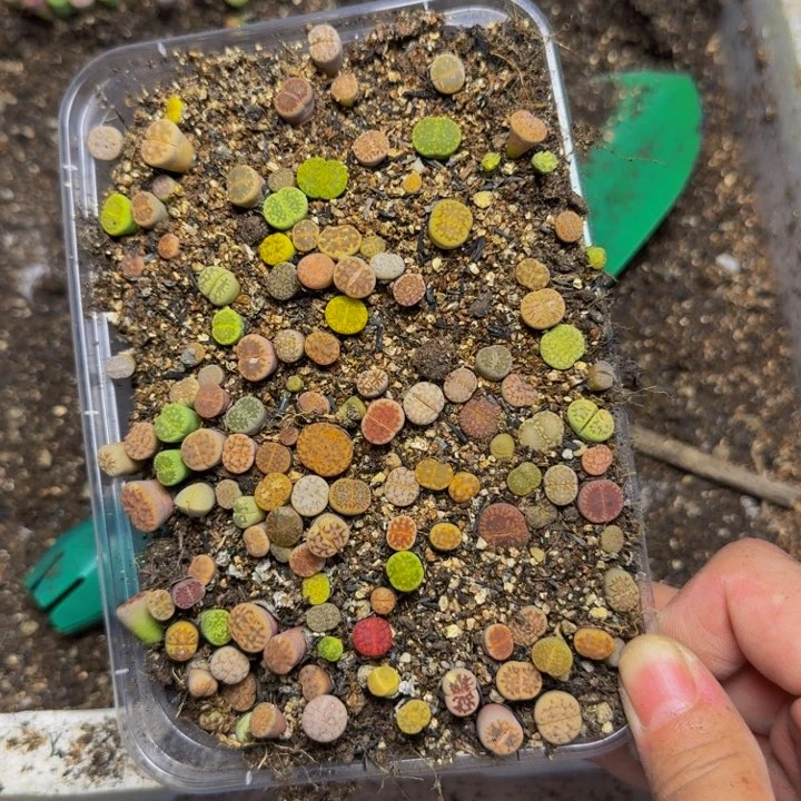 w***4多肉植物的生长108