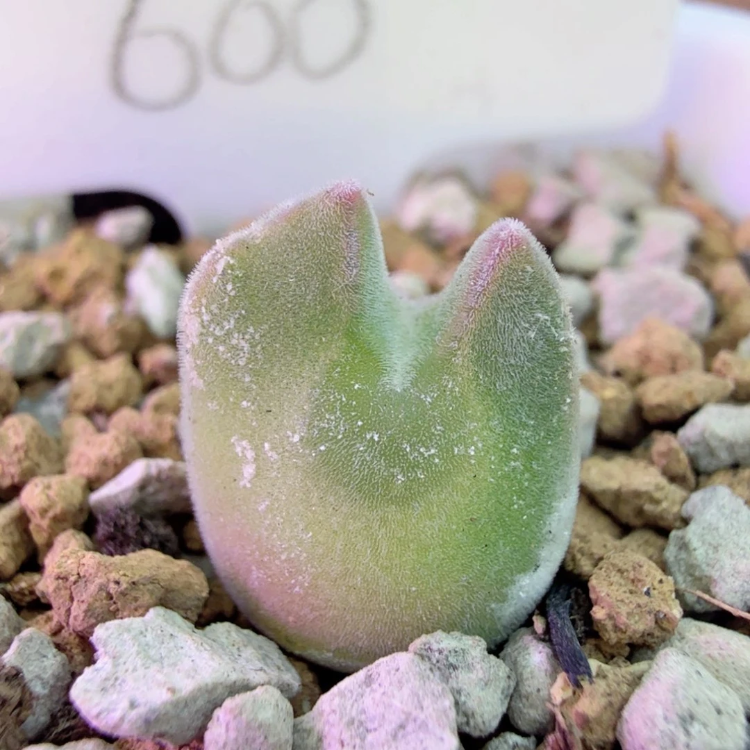 韩国网红大眼睛 12-19-L28