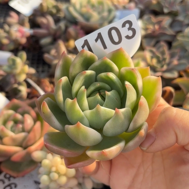 灵魂多肉植物满18包邮当场凑单