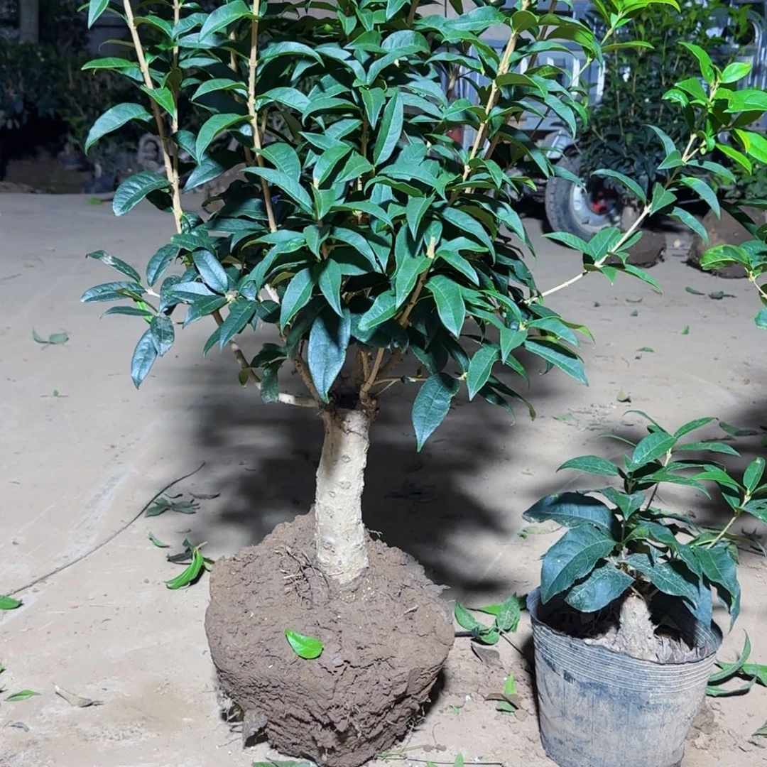 老***唐无花朵桂花。四季桂系列