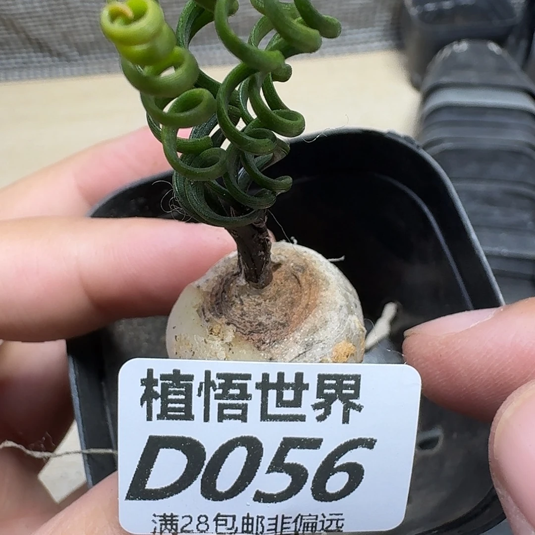 多肉植物的润泽fgb