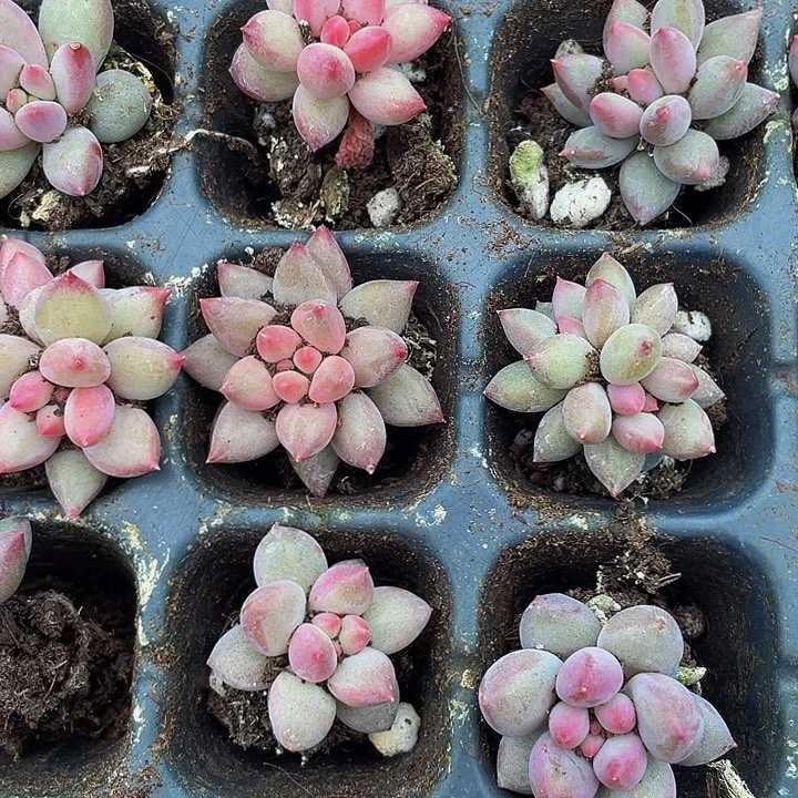 小车厘子2.8带土发