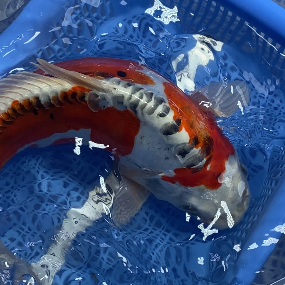 锦鲤冷水锦鲤包邮