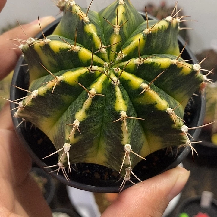 泰系全品米哈——元旦福利21