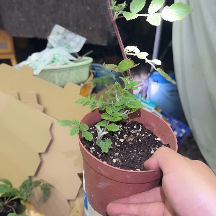 完全开放四季黑泡1棵