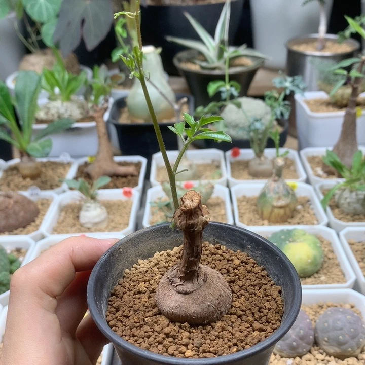 象足葡萄翁带盆多肉