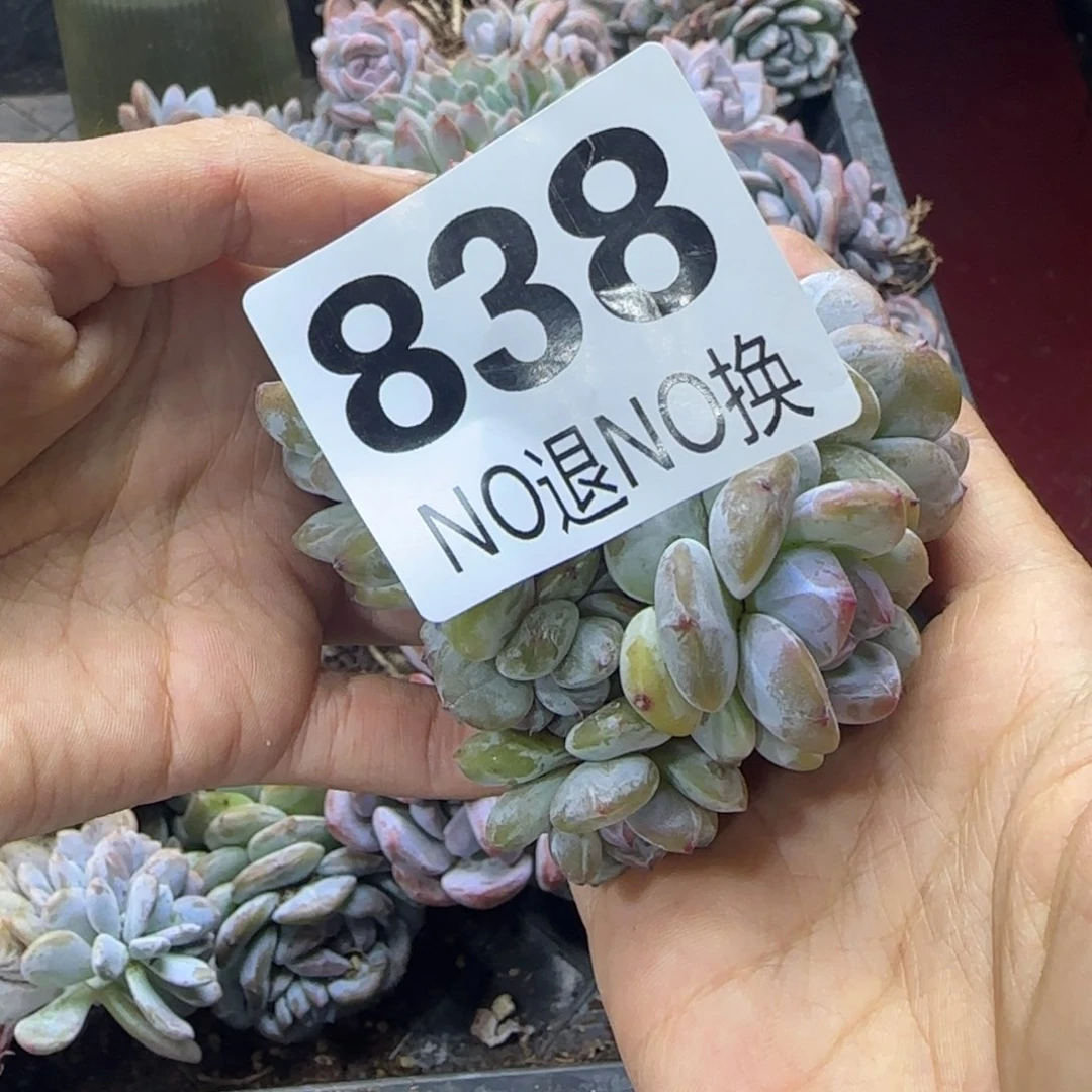感****星影4头加缀一物一拍838