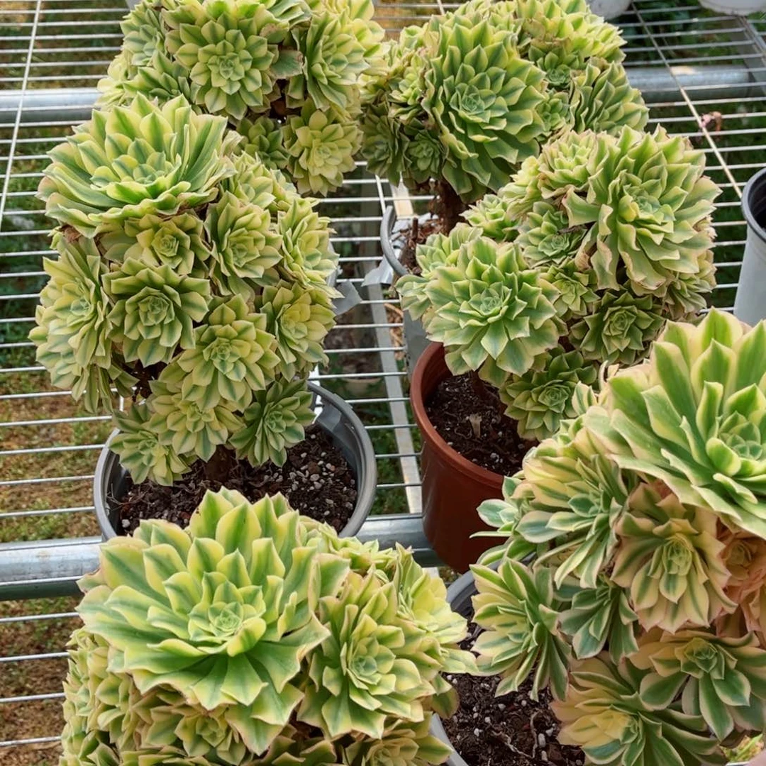 碧玉量拍多肉法师