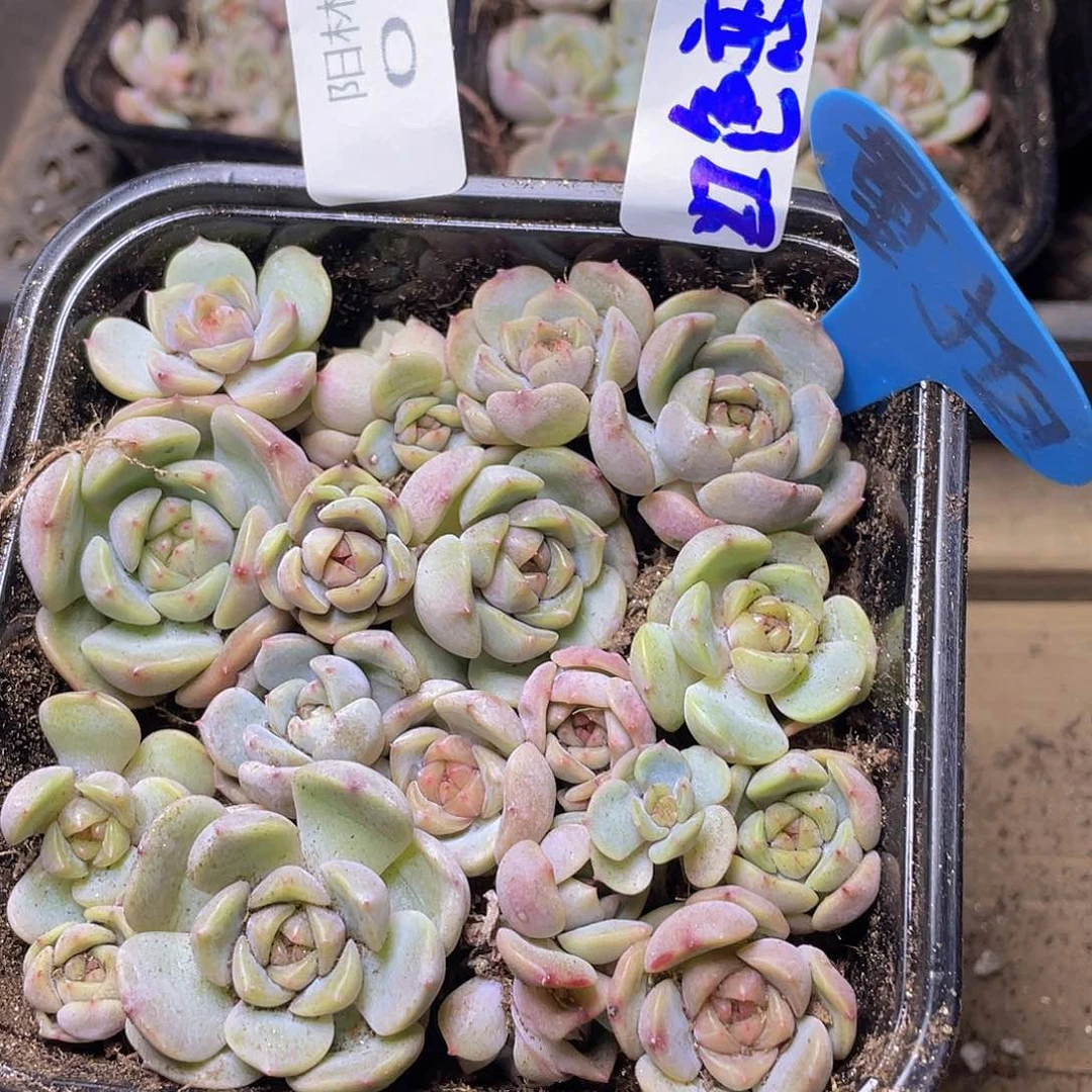 量拍多肉植物多肉植物10