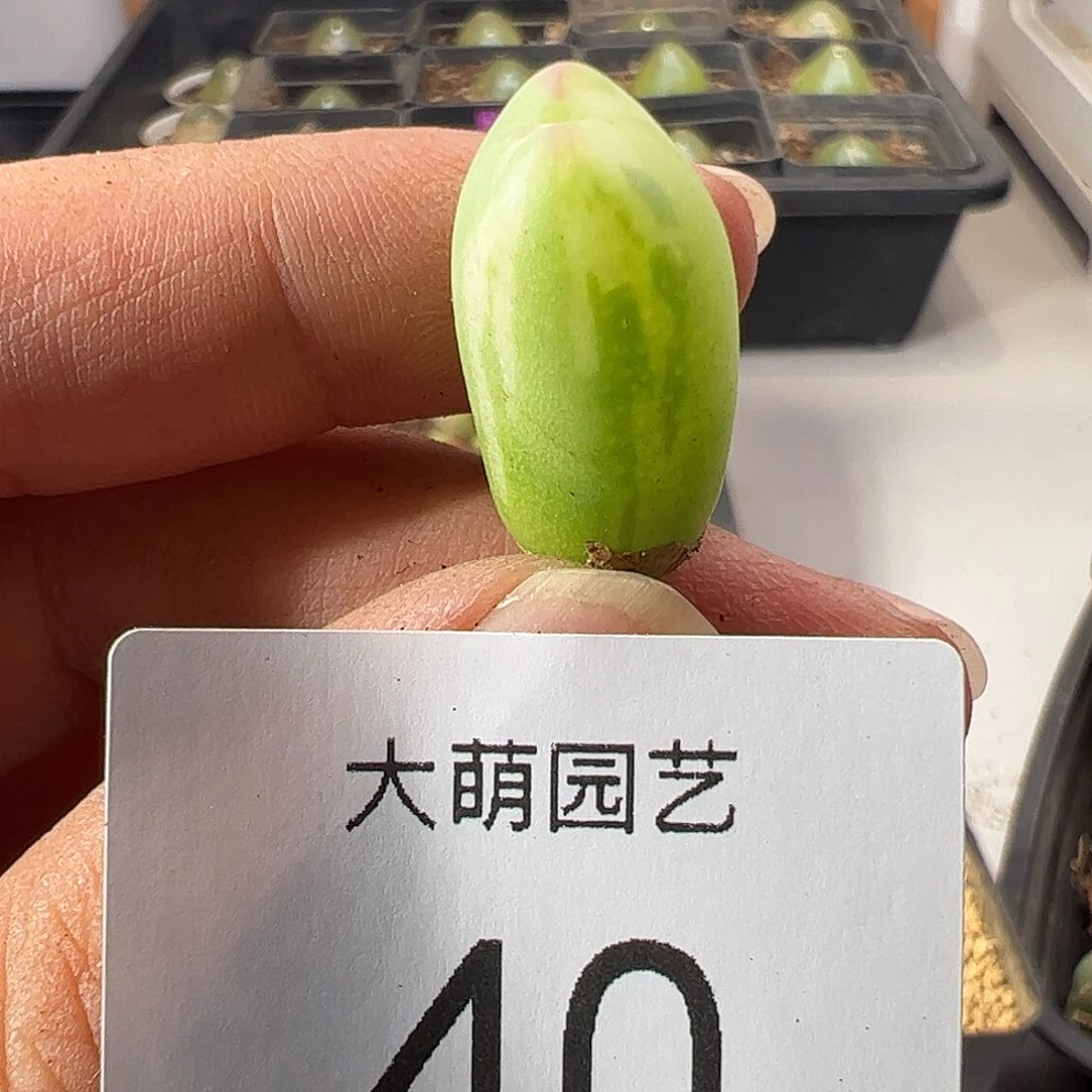 郑***究一物一拍默认微瑕。  40