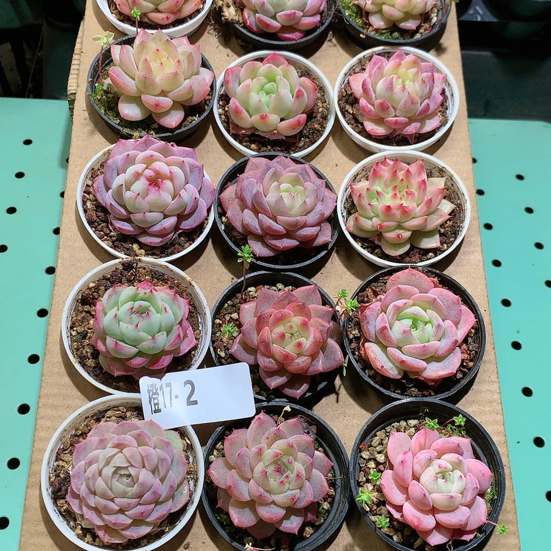 17-2一物一拍带盆18颗。