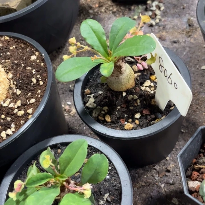 无花朵此**毒8060实生好养皮实