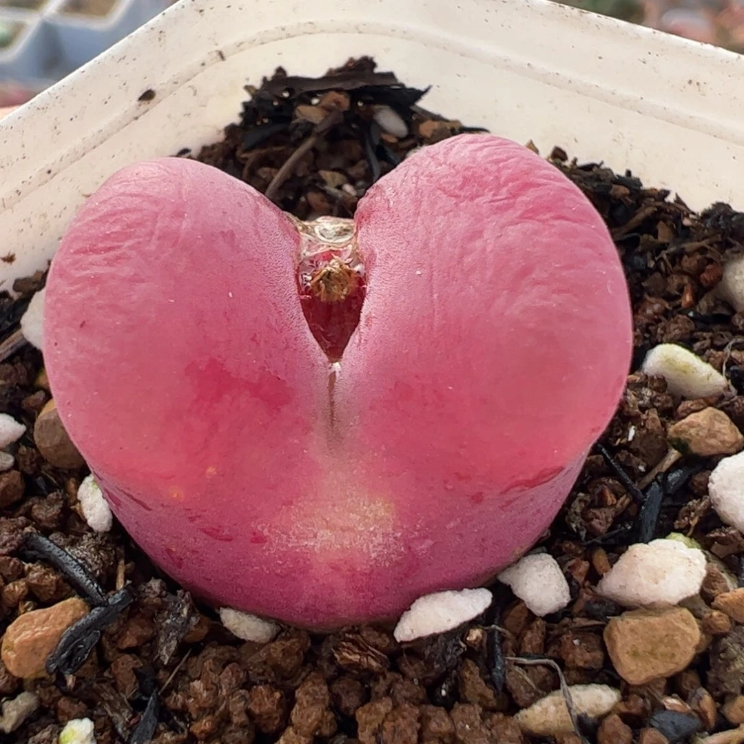 多肉植物百科896