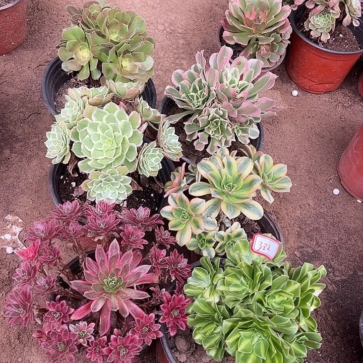 382多肉植物组合，