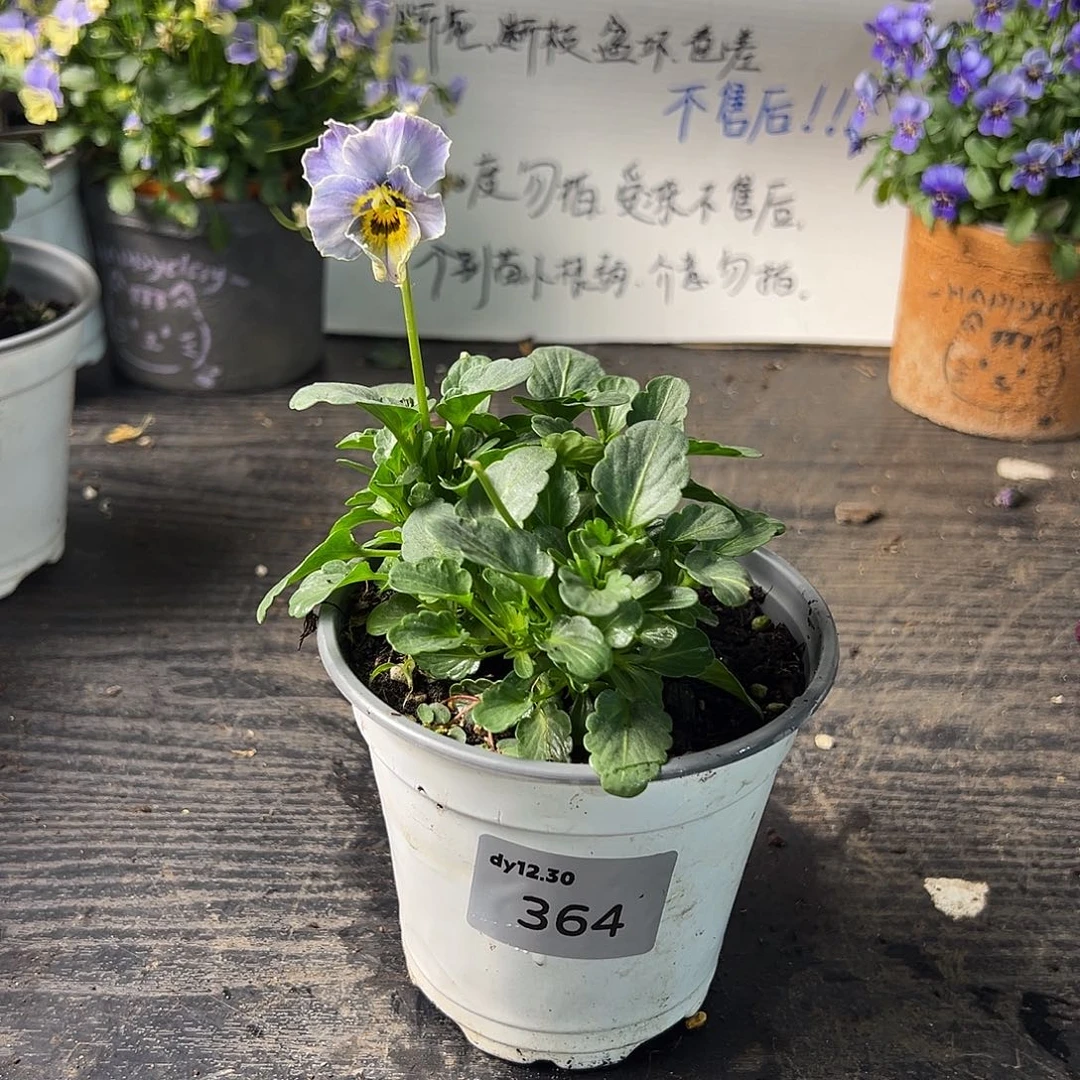 当前无花朵，栽培后可花朵364号