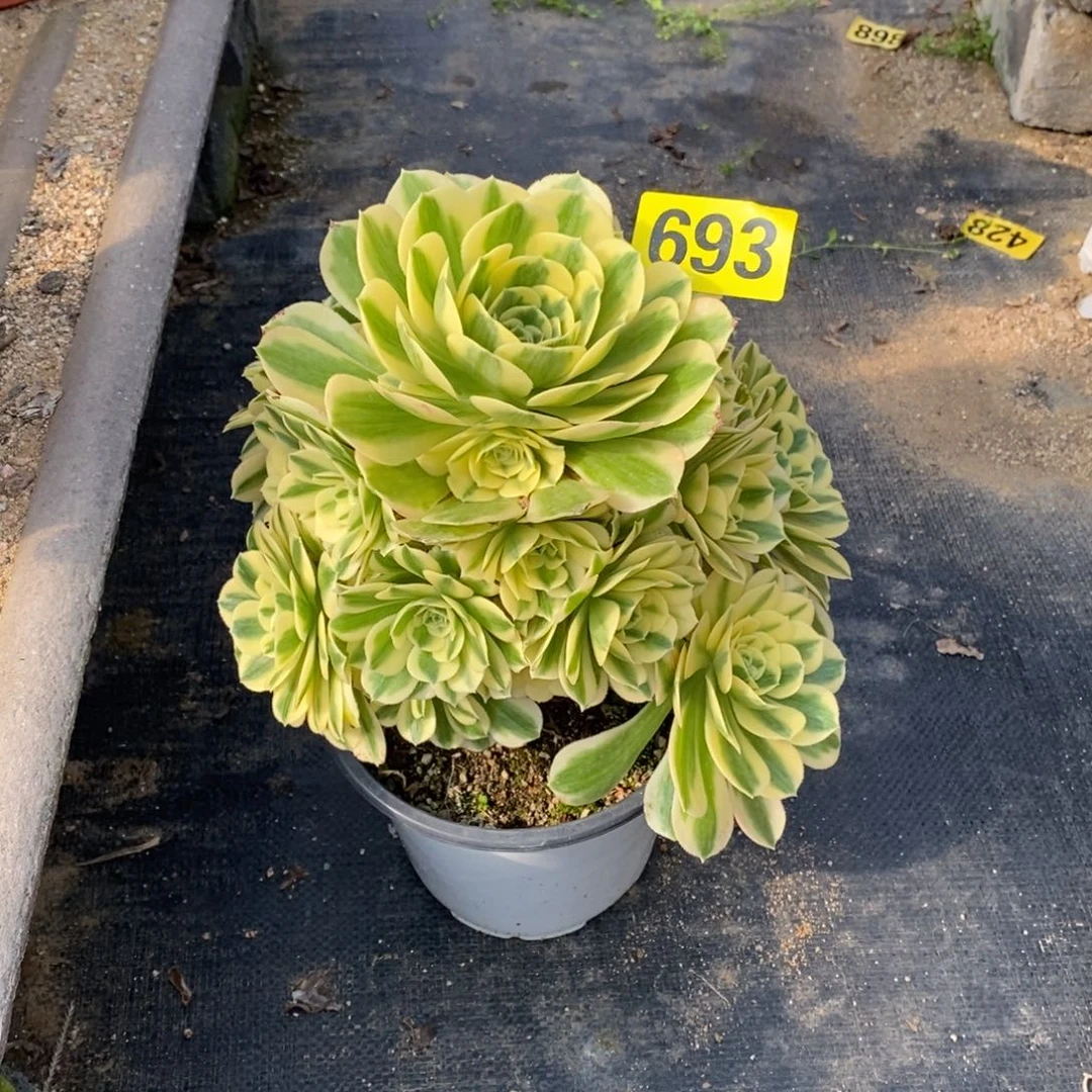 迈巴赫多肉法师693