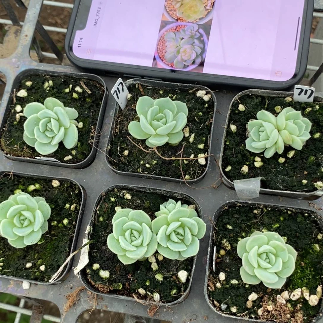 上盆甜心717苗一个