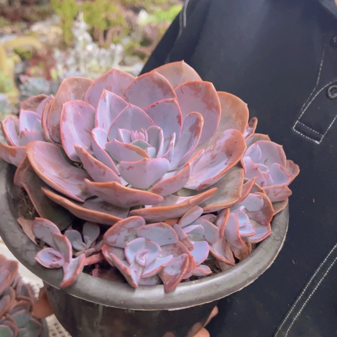 尘埃玫瑰大单头带仔六头起发