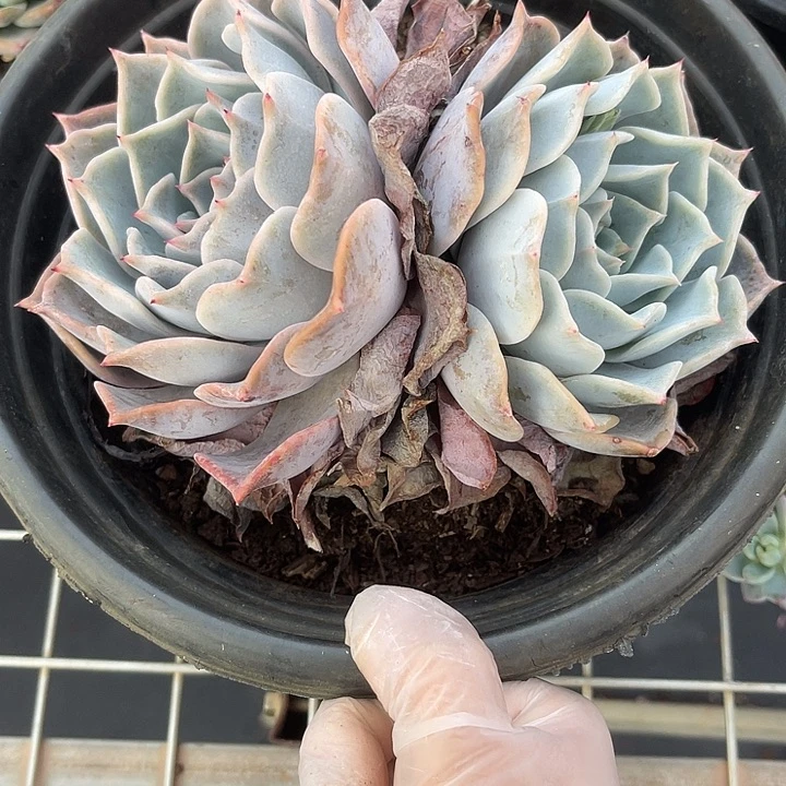 简***6两单包邮，一物一拍
