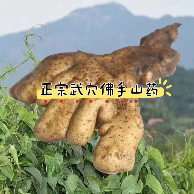 正宗武穴新鲜佛手山药5斤.10斤包邮