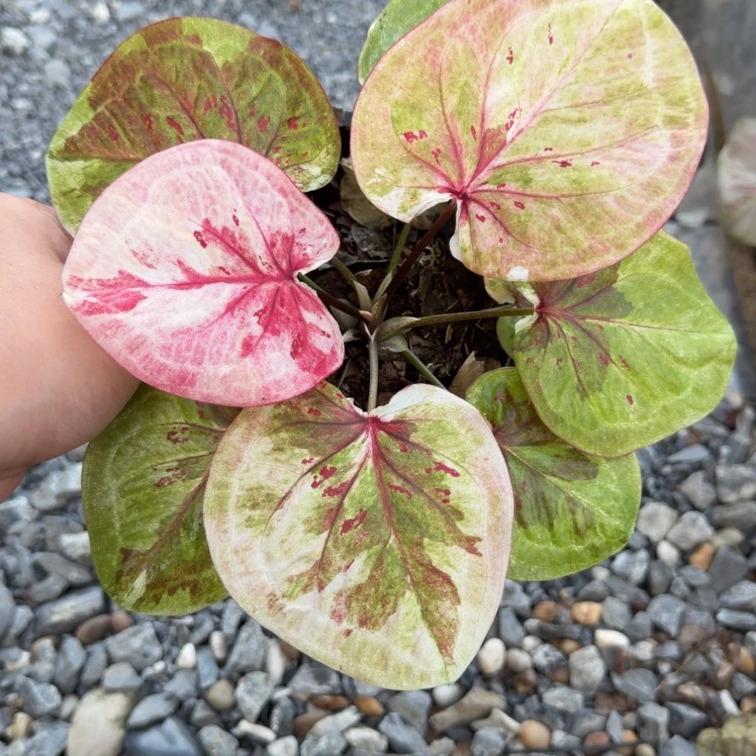 无花朵时间魔法s002