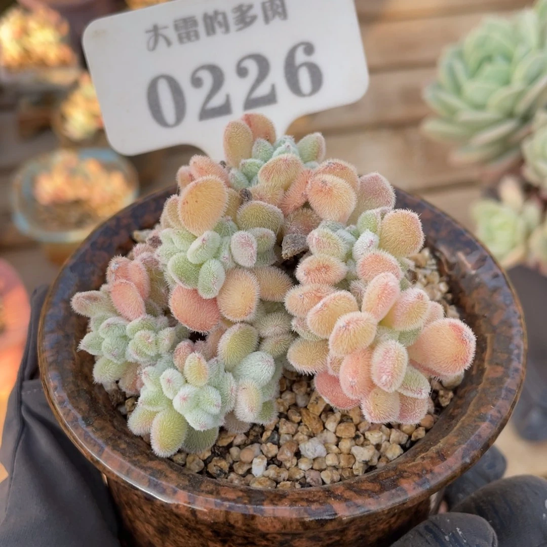 一**鱼0226 雪晃星 6.8厘米 不带盆