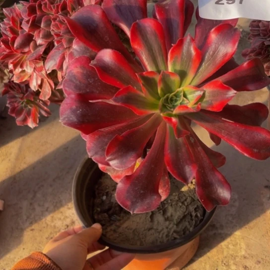 297，美杜莎缀包邮